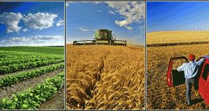 agriculture commodities