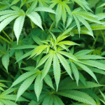 Buy These 3 Stocks To Profit From Marijuana Legalization
