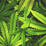 4 Top Marijuana Penny Stocks To Take Seriously In 2019