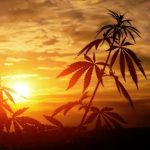 4 Reasons Why Marijuana Stocks Will Be More Stable In 2019