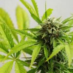 Jushi Stock: Pot Stock With 87% Upside Reports Strong Q2